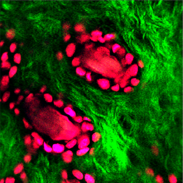 Laser Scanning Confocal Microscope System 4